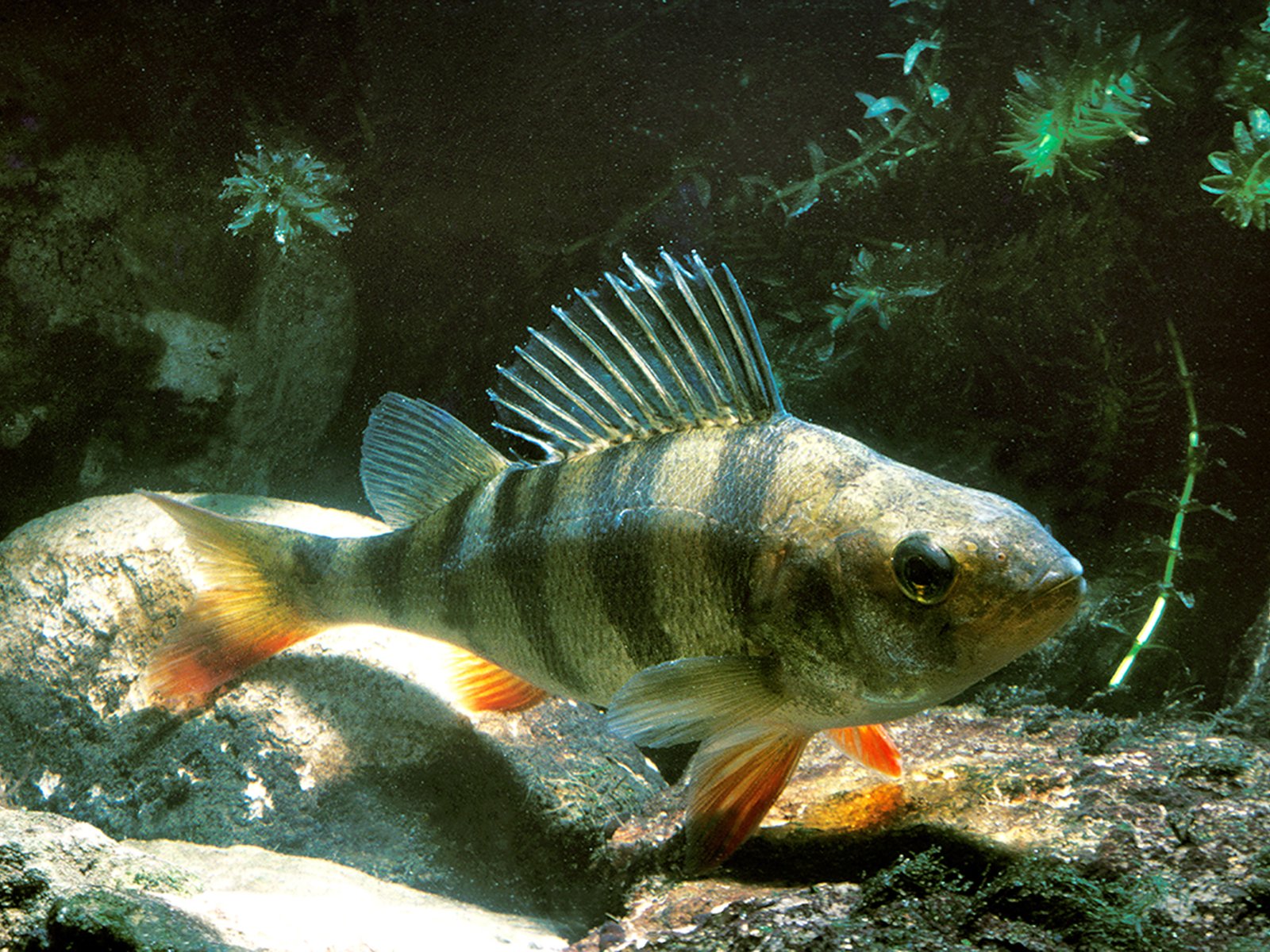 Egli/Flussbarsch