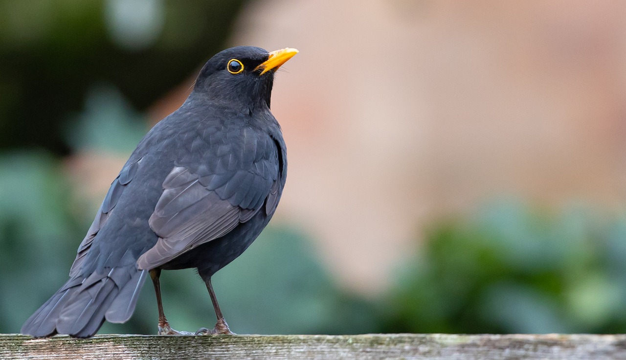 Amsel