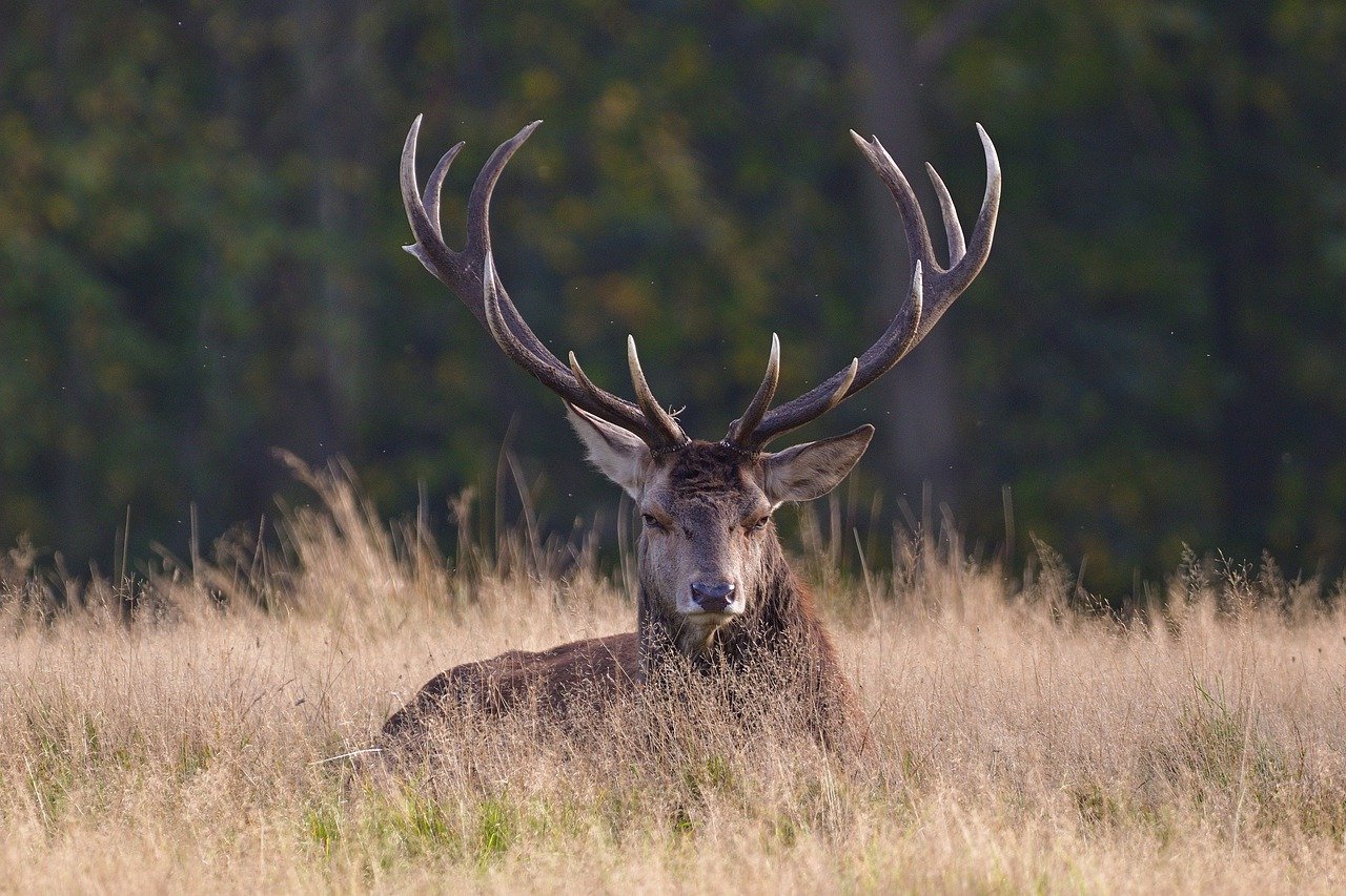 Hirsch