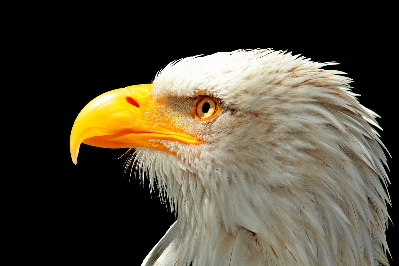 Adler