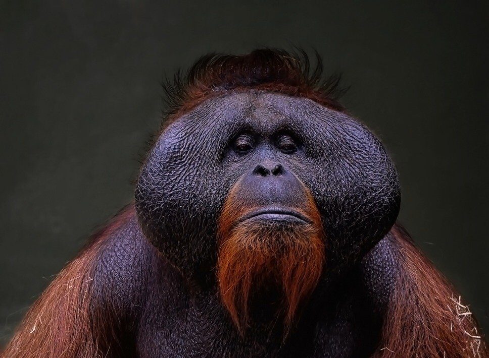 Affe