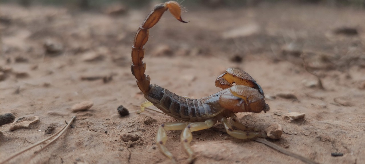 Skorpion
