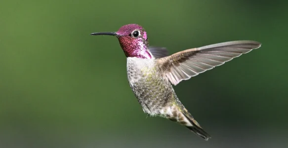 Kolibri