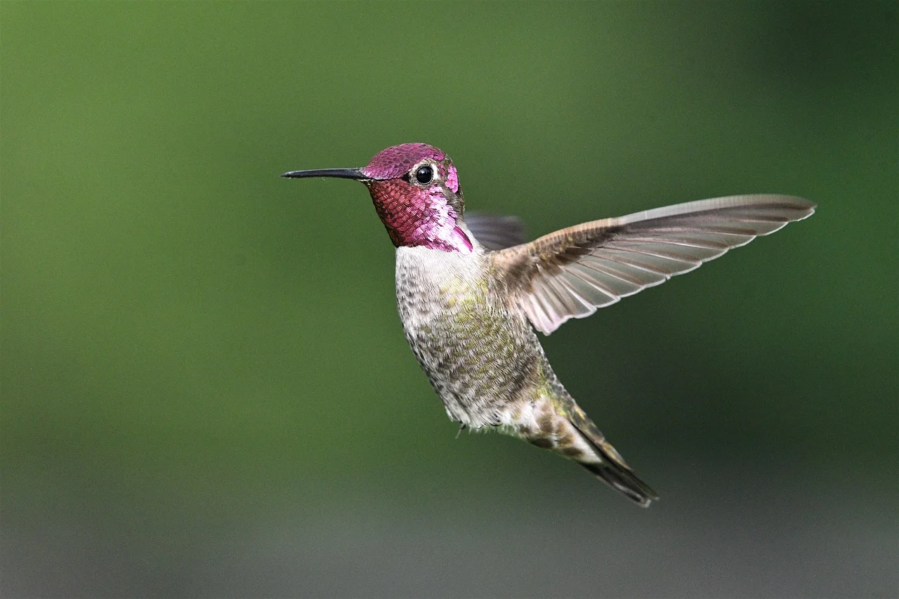 Kolibri