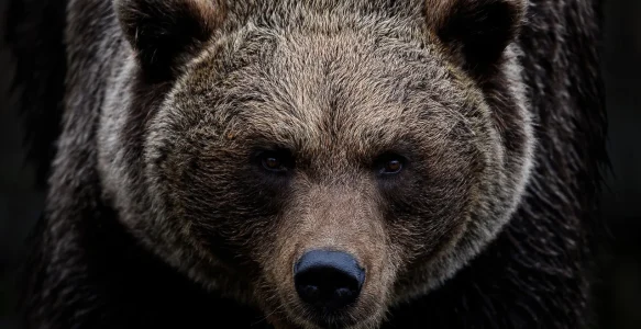 Bär