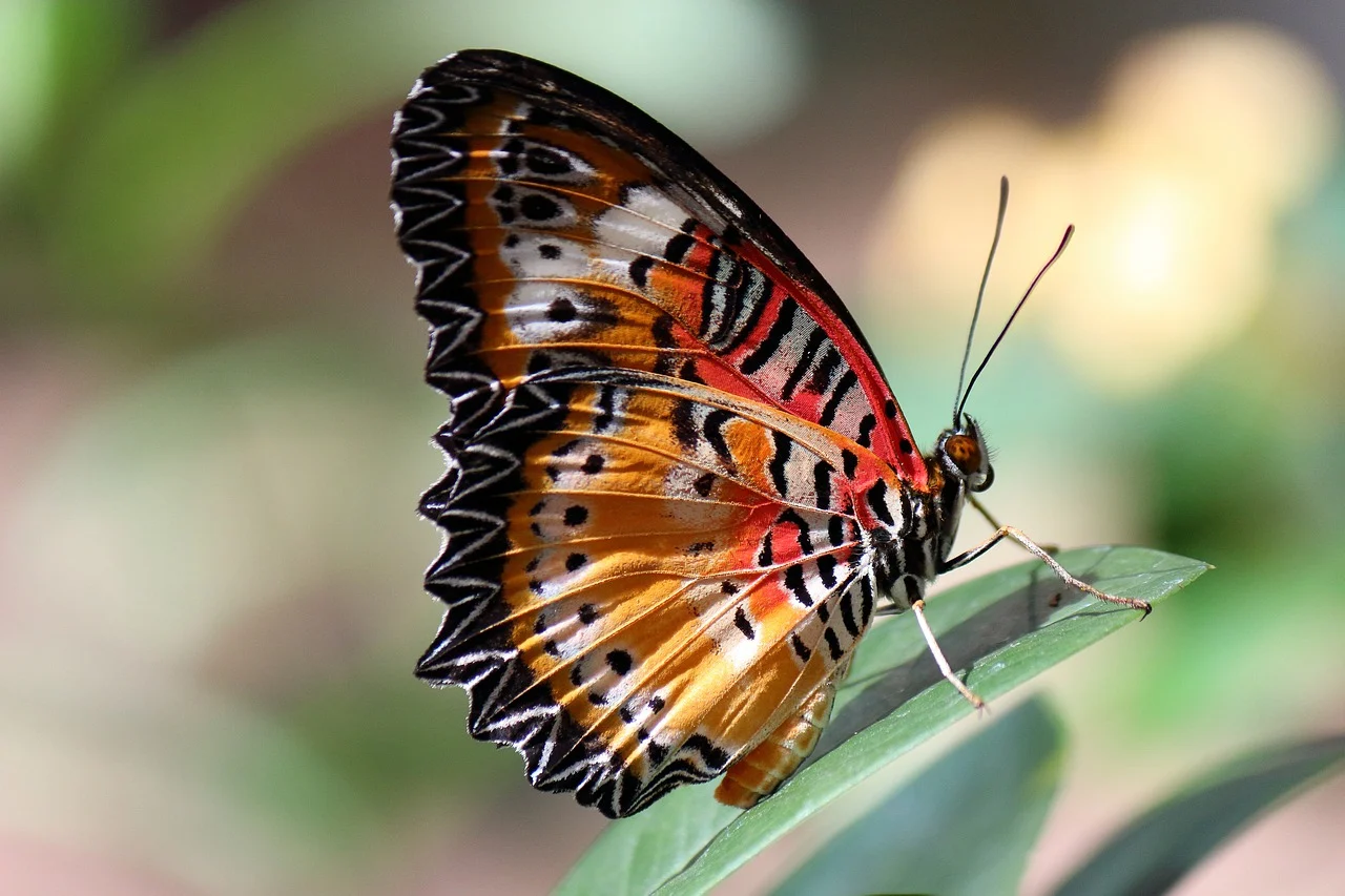 Schmetterling