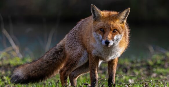 Fuchs