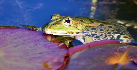 Frosch