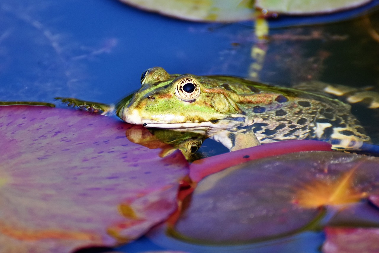 Frosch
