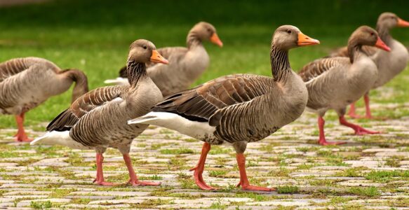 Gans