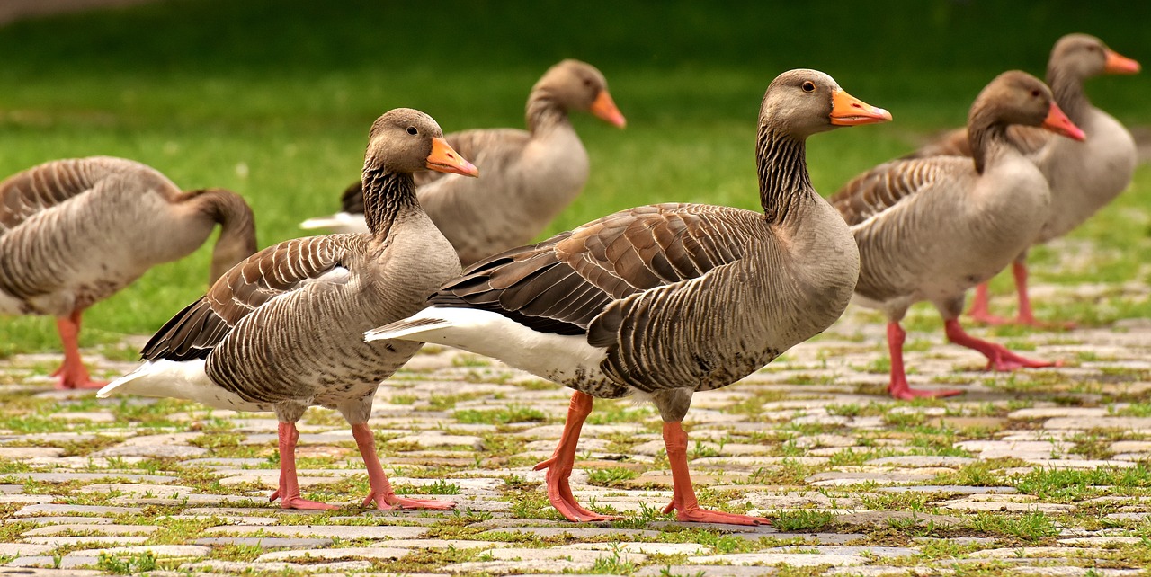 Gans