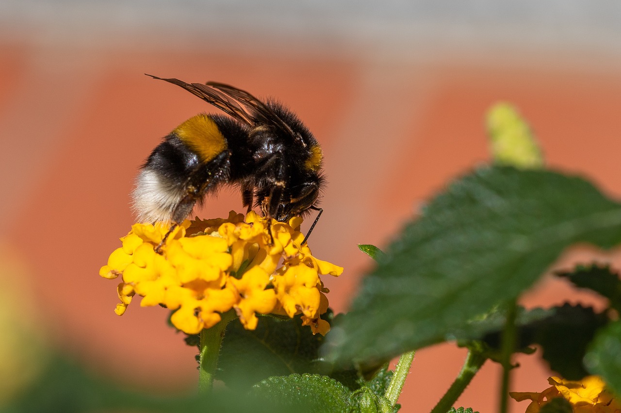 Hummel