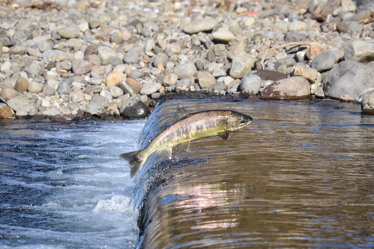Lachs