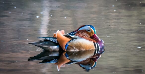 Ente