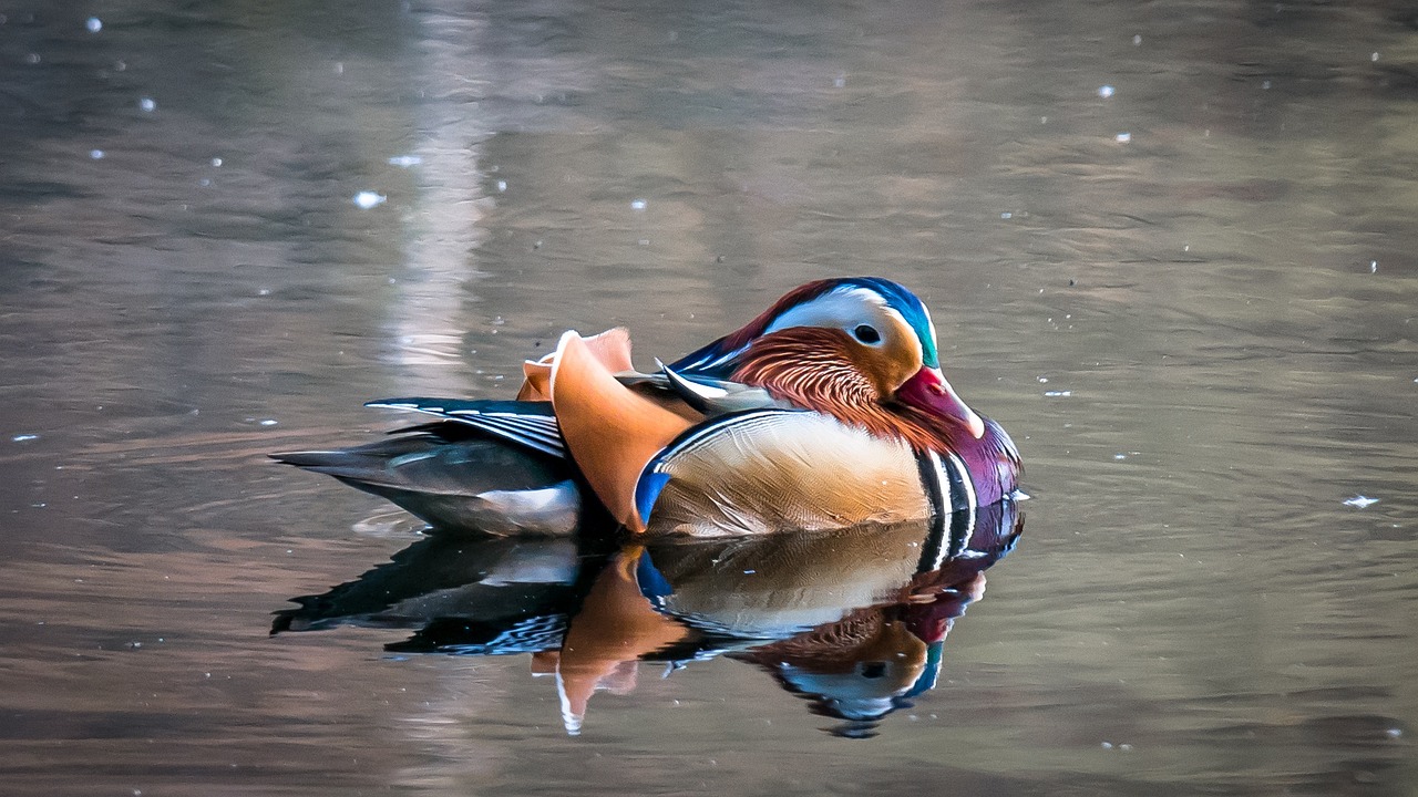 Ente
