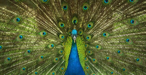 Pfau