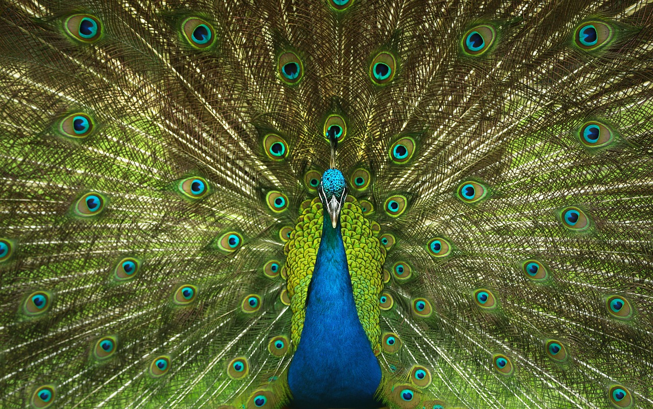 Pfau