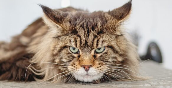 Katze