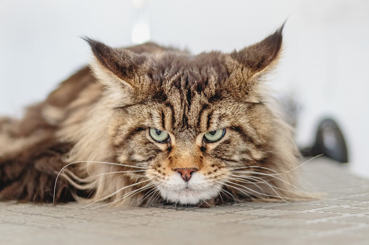 Katze