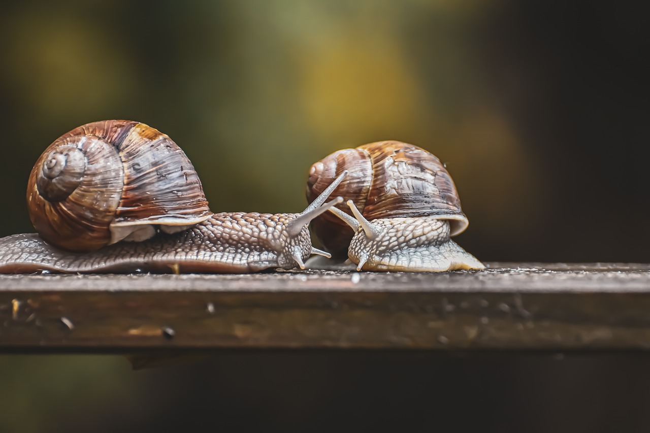 Schnecke