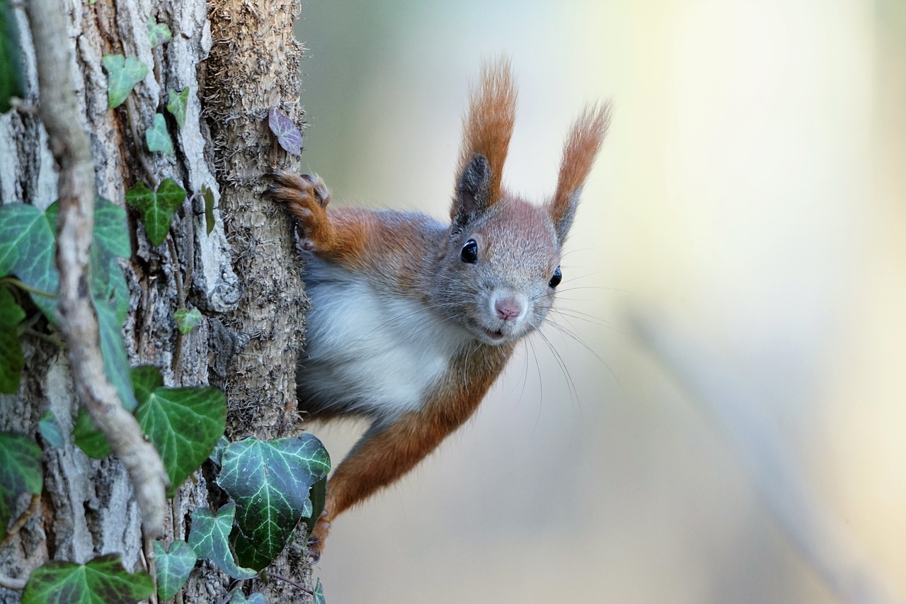 Eichhörnchen