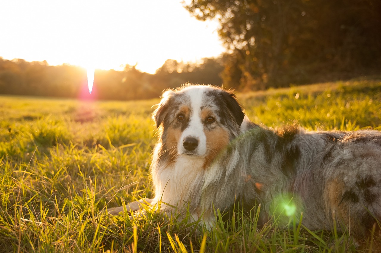 Hund